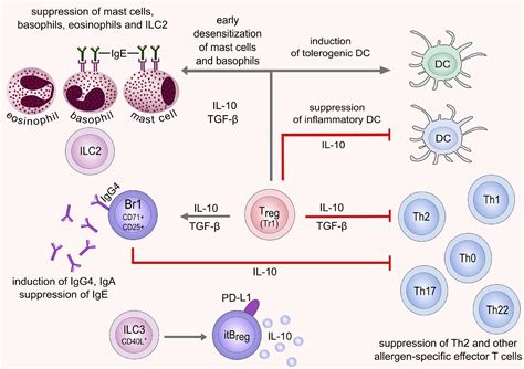 Allergy and Immunology – UP.